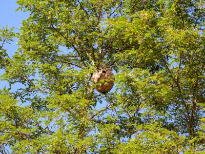 Énorme nid de frelons asiatiques difficile d’accès. Pour traiter un nid de frelons asiatiques situé à 15 mètres de hauteur dans un arbre, l’utilisation d’une perche télescopique est une méthode efficace et sécurisée. 