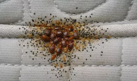 Punaise de Lit Sanary-sur-Mer (83) : Éradication Vapeur Régul Nuisibles 4D