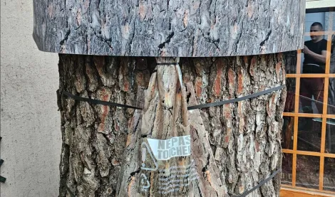 Traitement contre les chenilles processionnaires du pin à Sanary-sur-Mer par regul-nuisibles-4d