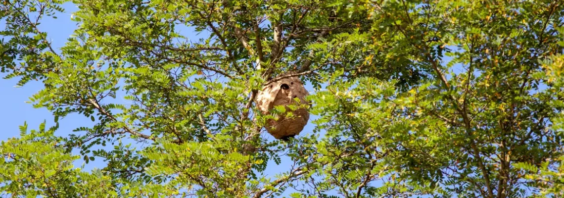 Les chenilles processionnaires à Toulon : un fléau à prendre au sérieux