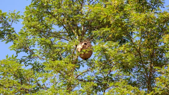 Les chenilles processionnaires à Toulon : un fléau à prendre au sérieux